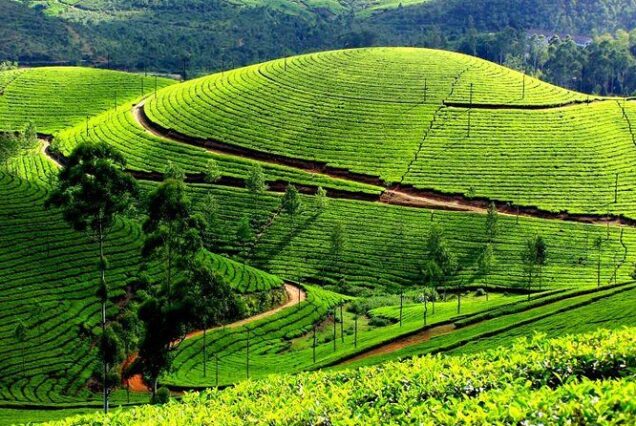 tea garden kerala