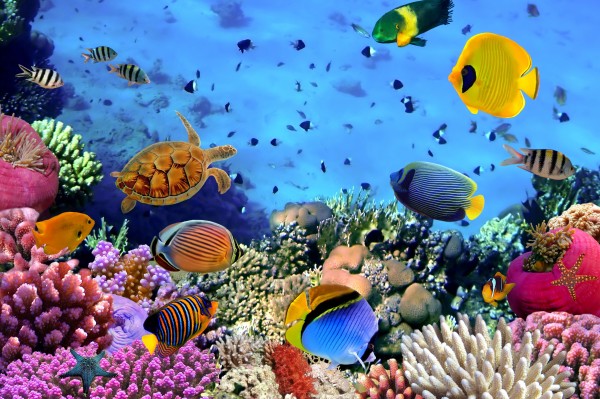 coral island andaman