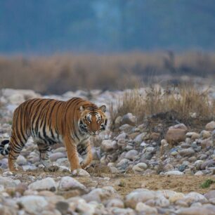 Jim Corbett