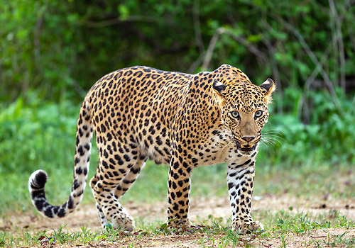 jawai rajasthan