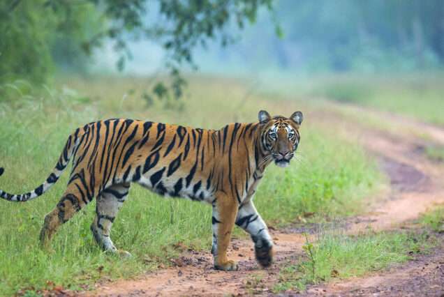 tadoba national park