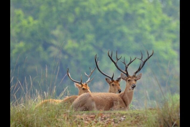 Wildlife wonder of Bandhavgarh and Kanha