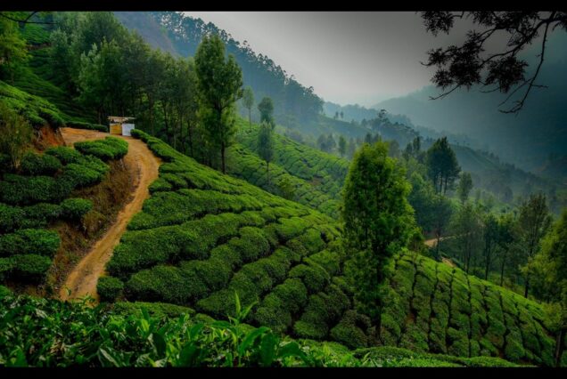 Pleasant Munnar Trip - for 02 Days
