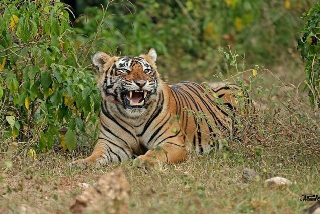 Golden Triangle with Ranthambore and Sariska