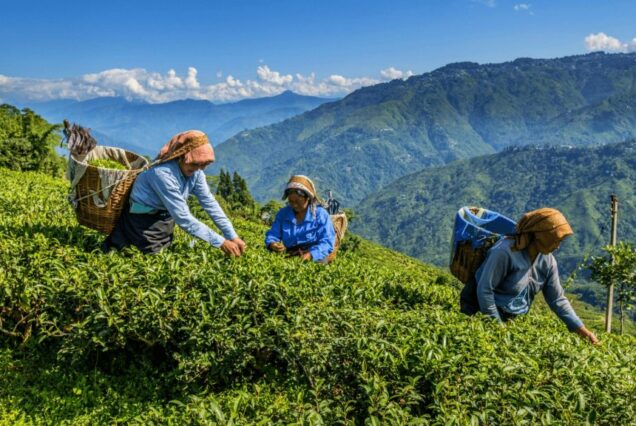 9 Days Best of North East India Tour