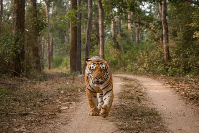 13 Days India Wildlife Adventure