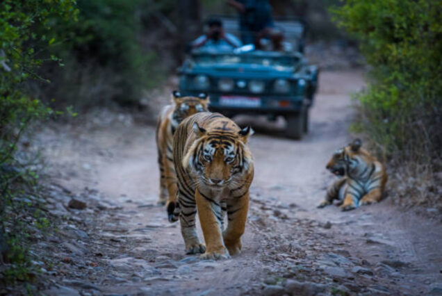 Ranthambore Wildlife Safari: A 3-Day Nature Immersion