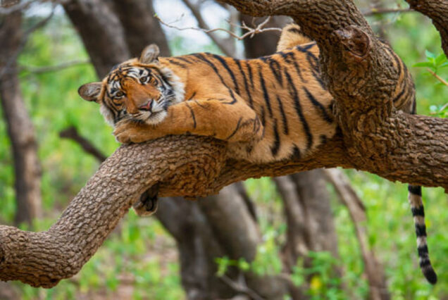 Royal Rajasthan Meets the Wilderness