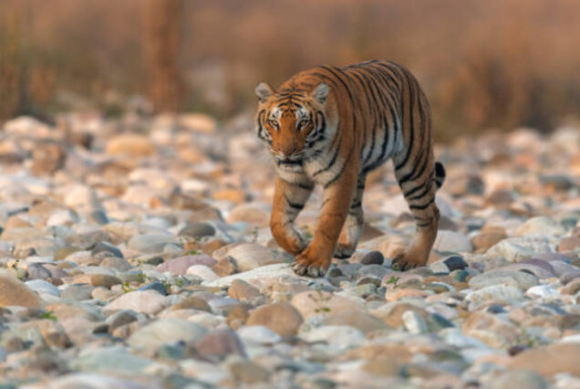 4 Days Adventure at Jim Corbett