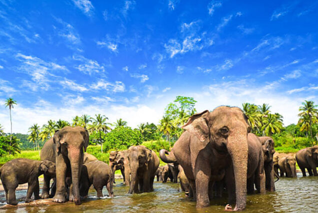 Sri Lanka in 4 Days : Best in a Short Escape