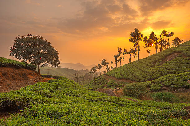 South India Nature and Hill Tour
